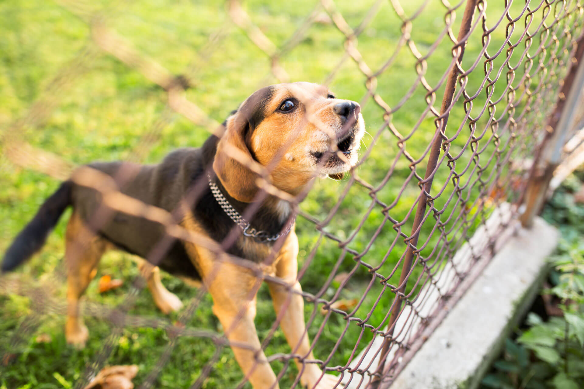 tutorial para poner vallas para perros en tu jardín
